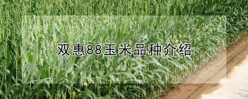 双惠88玉米品种介绍