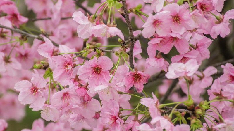 粉色樱花的花语是什么