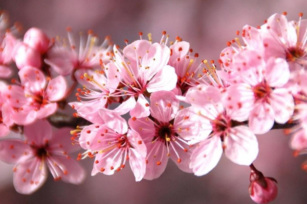 粉色樱花的花语是什么