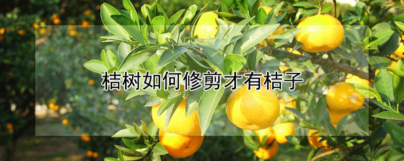 桔树如何修剪才有桔子