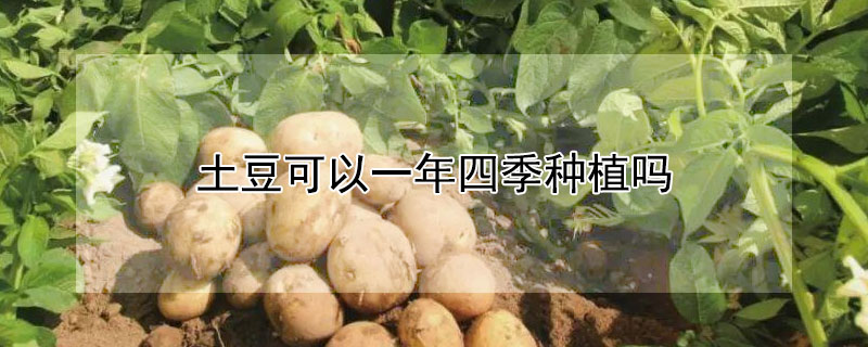 土豆可以一年四季种植吗