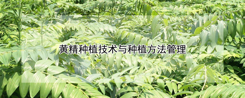 黄精种植技术与种植方法管理