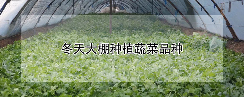 冬天大棚种植蔬菜品种