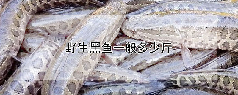 野生黑鱼一般多少斤