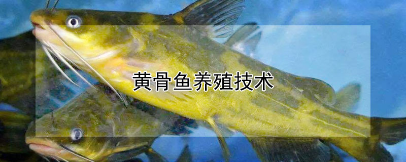 黄骨鱼养殖技术