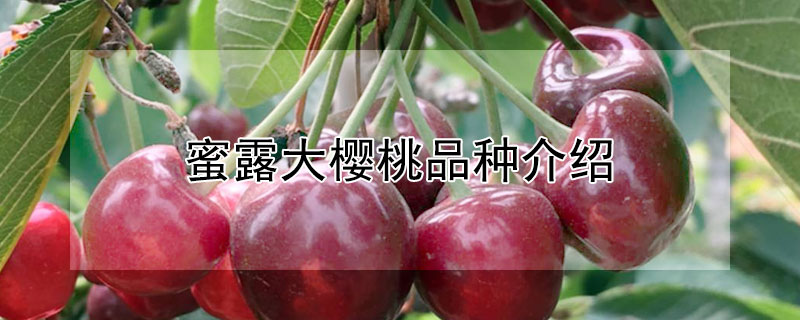 蜜露大樱桃品种介绍