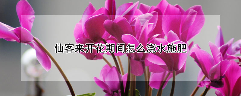 仙客来开花期间怎么浇水施肥