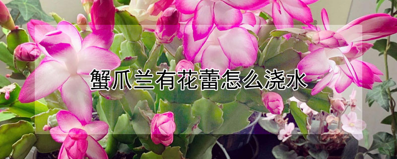 蟹爪兰有花蕾怎么浇水