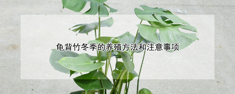 龟背竹冬季的养殖方法和注意事项