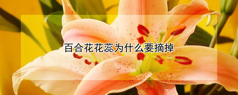 百合花花蕊为什么要摘掉 发财农业网