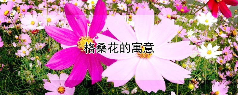 格桑花的寓意