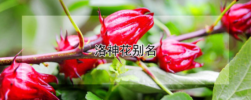 洛神花别名