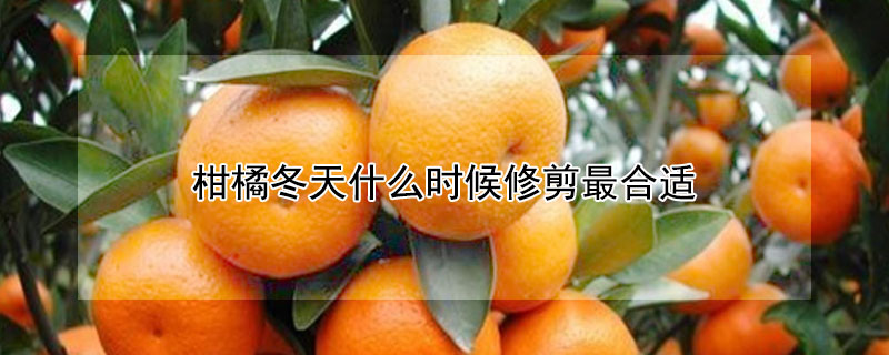 柑橘冬天什么时候修剪最合适