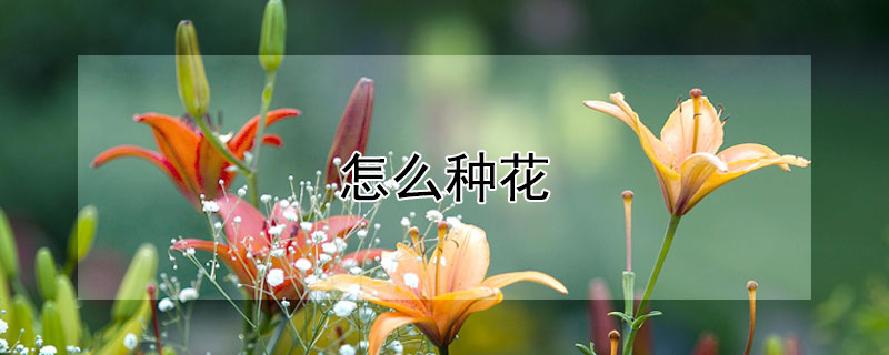 怎么种花