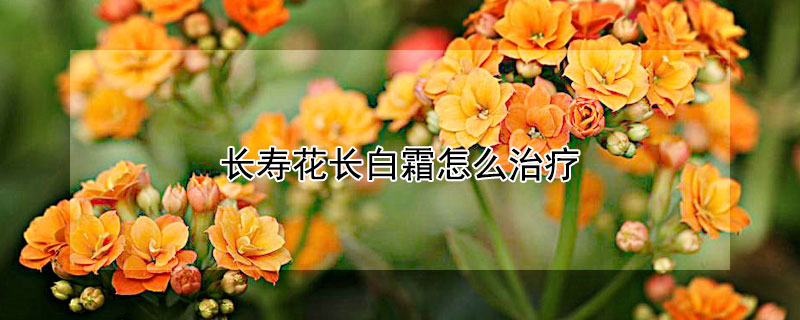 长寿花长白霜怎么治疗