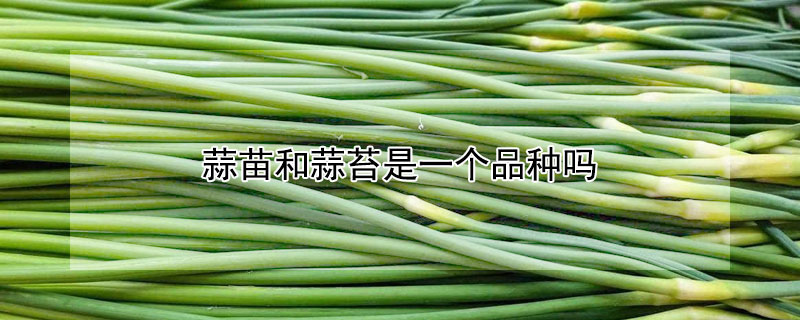 蒜苗和蒜苔是一个品种吗