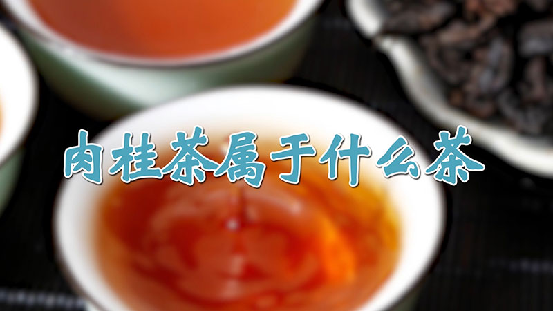 肉桂茶属于什么茶