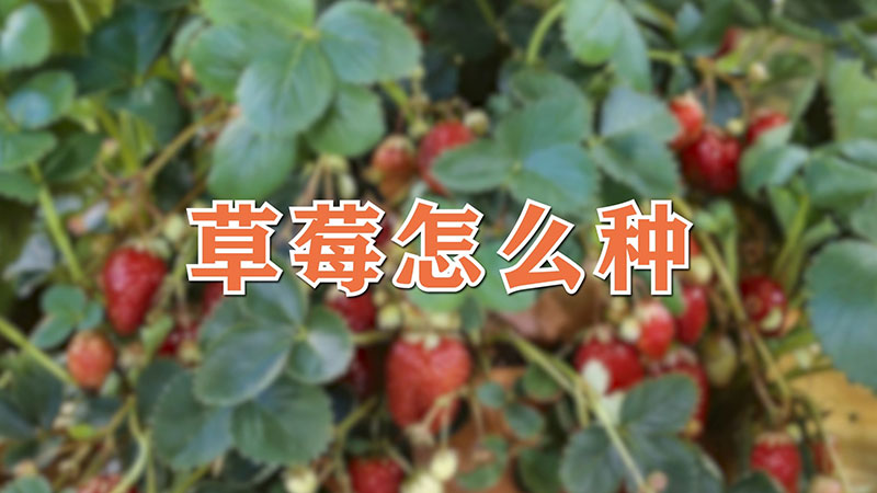 草莓怎么种