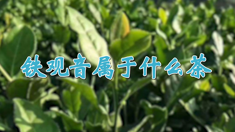 铁观音属于什么茶