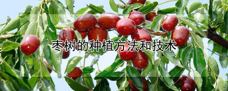 枣树的种植方法和技术