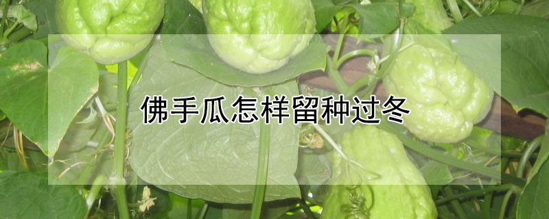 佛手瓜怎样留种过冬