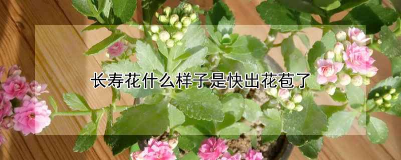 长寿花什么样子是快出花苞了