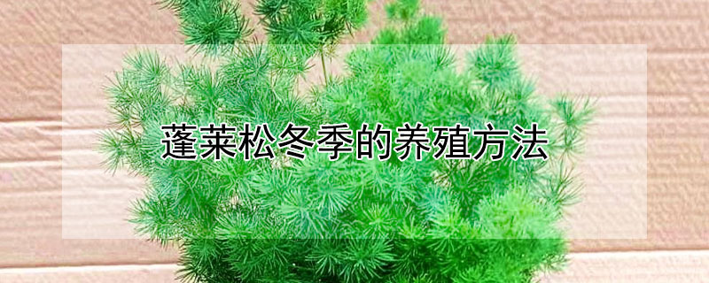 蓬莱松冬季的养殖方法