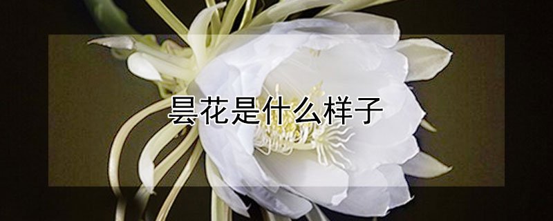 昙花是什么样子