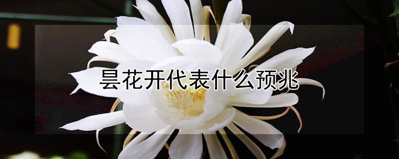 昙花开代表什么预兆