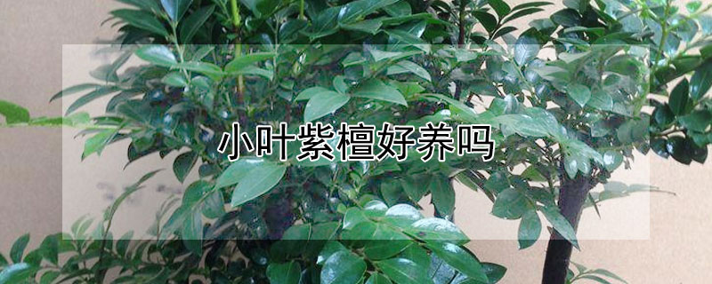 小叶紫檀好养吗