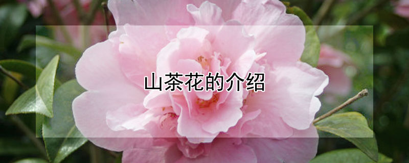 山茶花的介绍