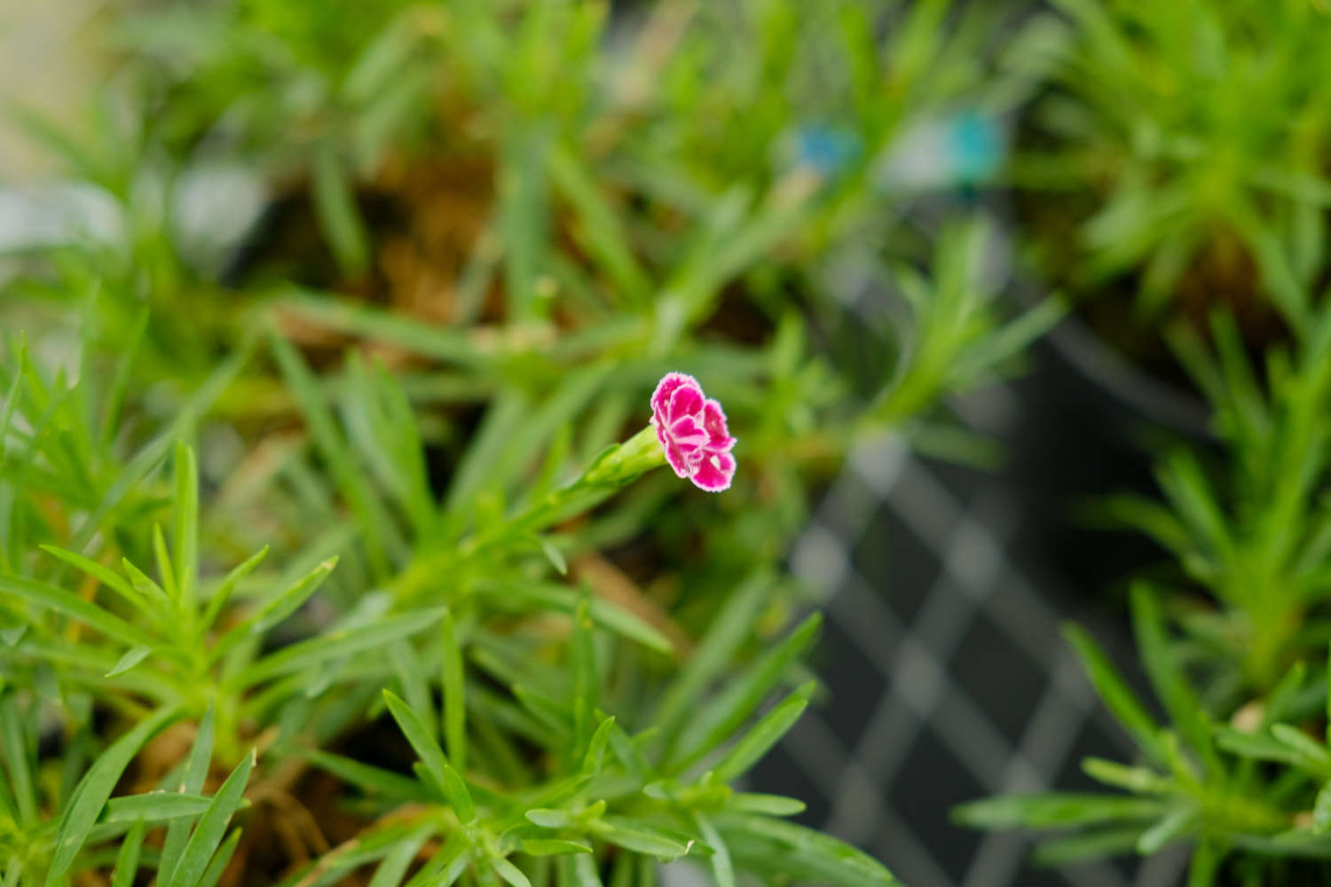 怎么延长康乃馨的花期