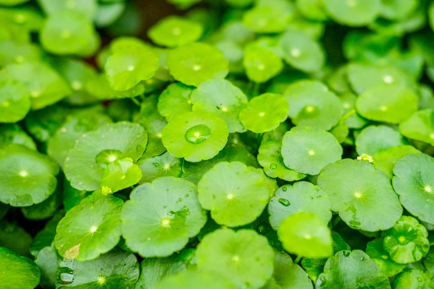 铜钱草 铜钱草怎么繁殖