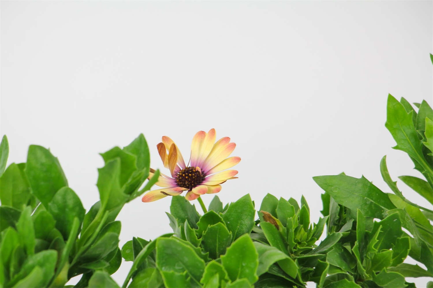 蓝目菊 蓝目菊叶子发黄怎么解决,怎么处理