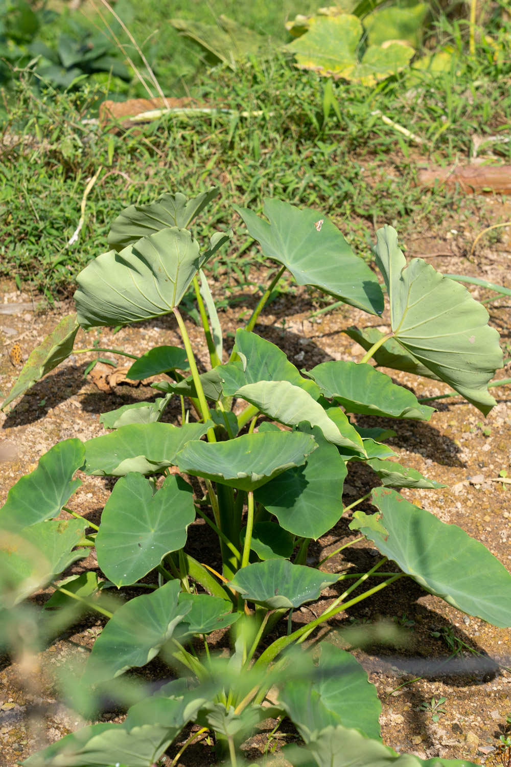 家庭种植芋头的方法