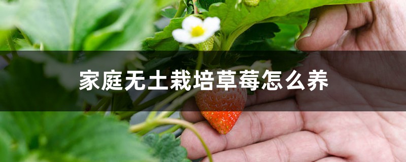 <b>家庭无土栽培草莓怎么养</b>