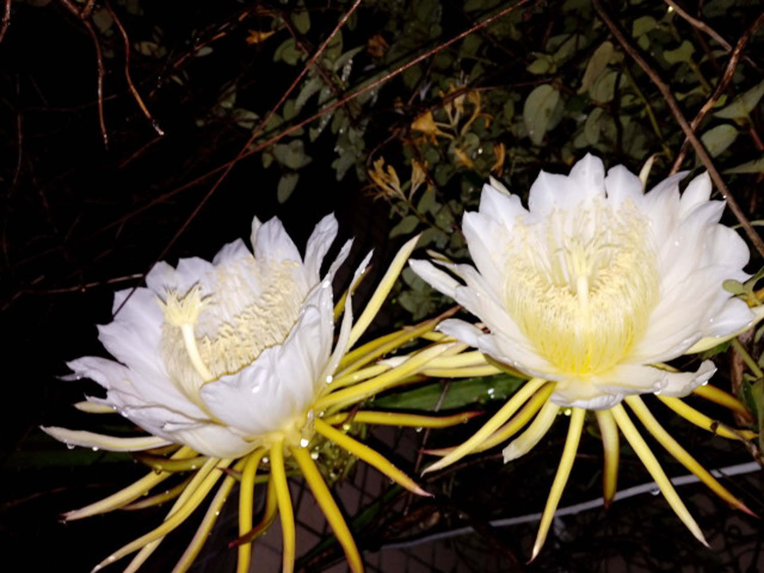 昙花 昙花叶子发黄怎么解决,怎么处理