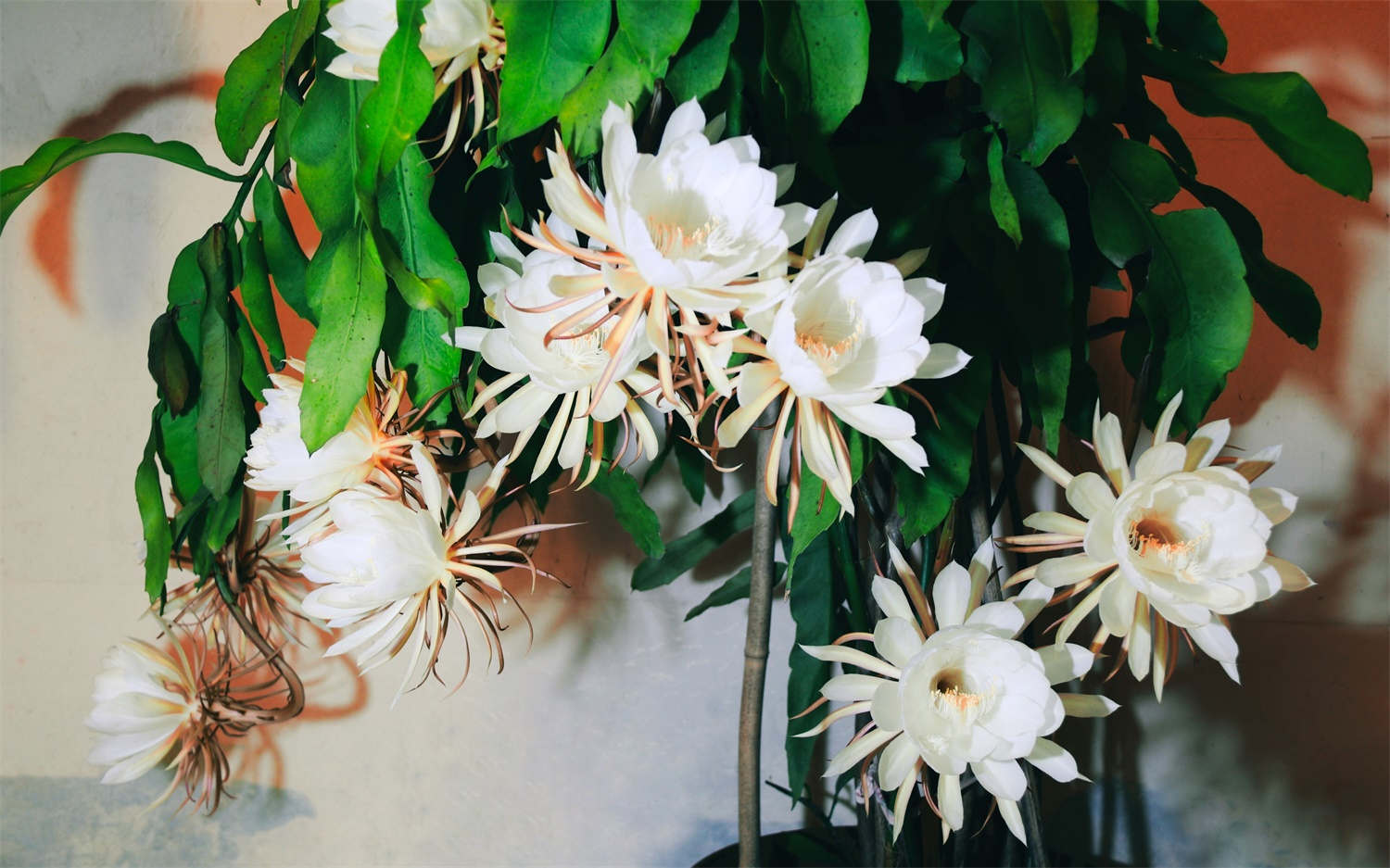昙花 昙花叶子发黄怎么解决,怎么处理