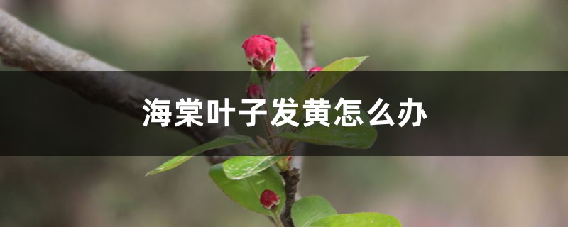 <strong>海棠叶子发黄怎么解决，怎么处理</strong>