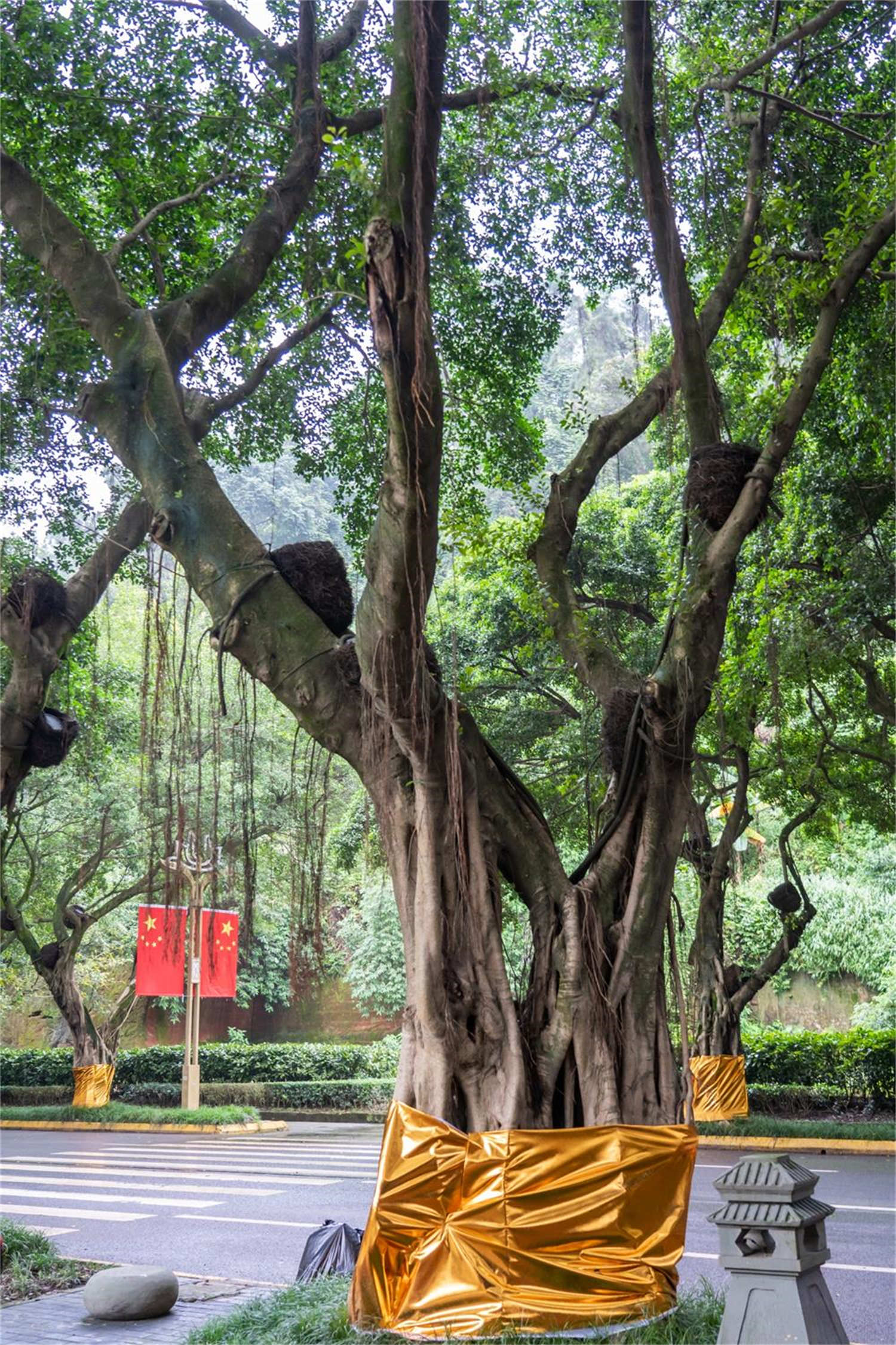 榕树 榕树叶子发黄怎么解决,怎么处理