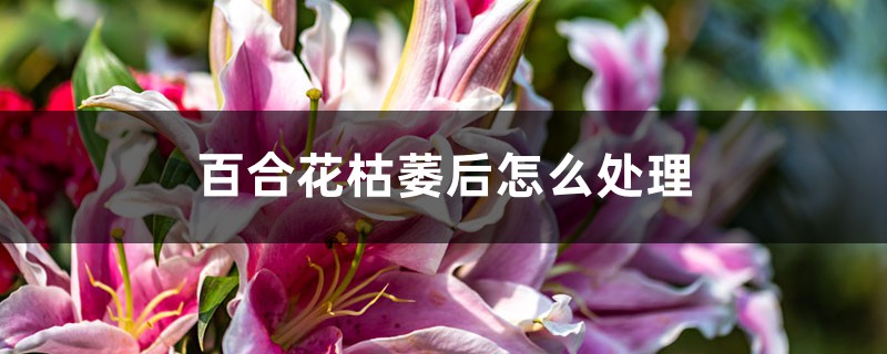 <b>百合花枯萎后怎么处理</b>