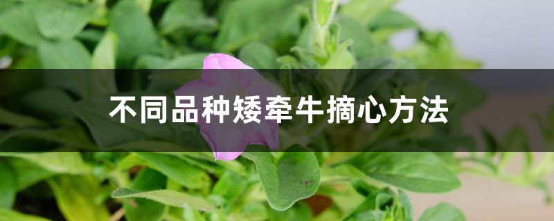 <b>不同品种矮牵牛摘心方法</b>