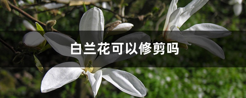 <b>白兰花可以修剪吗</b>