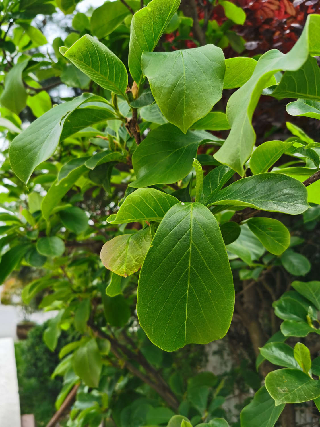 白兰花四季养护管理