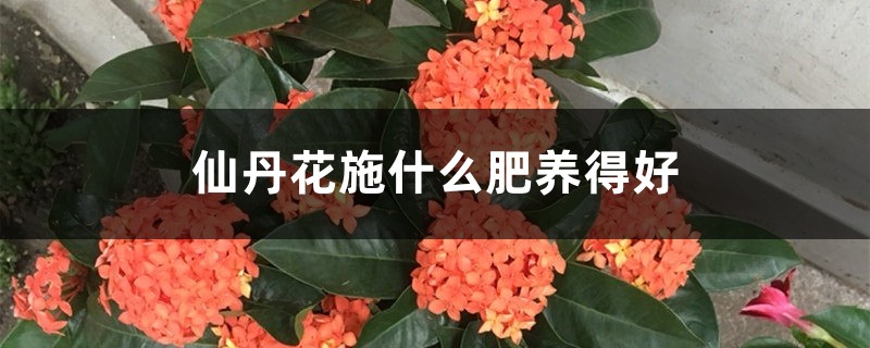 <b>仙丹花施什么肥养得好</b>