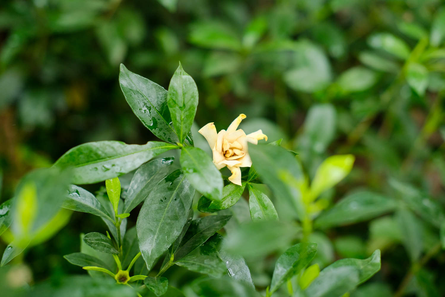 栀子花怎么繁殖