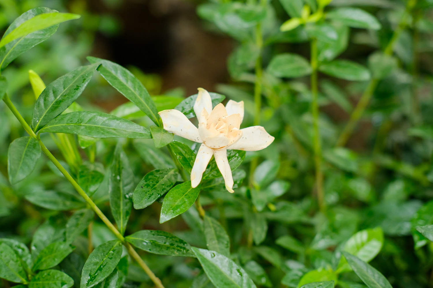 栀子花怎样换盆