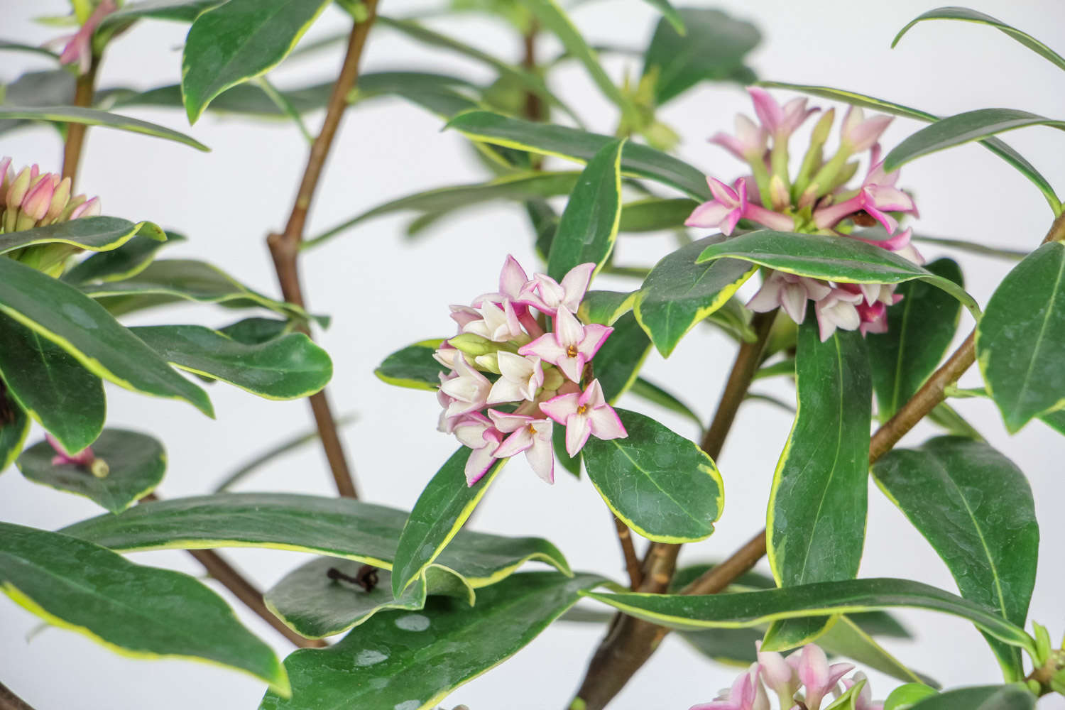 瑞香花叶子发黄怎么解决，怎么处理