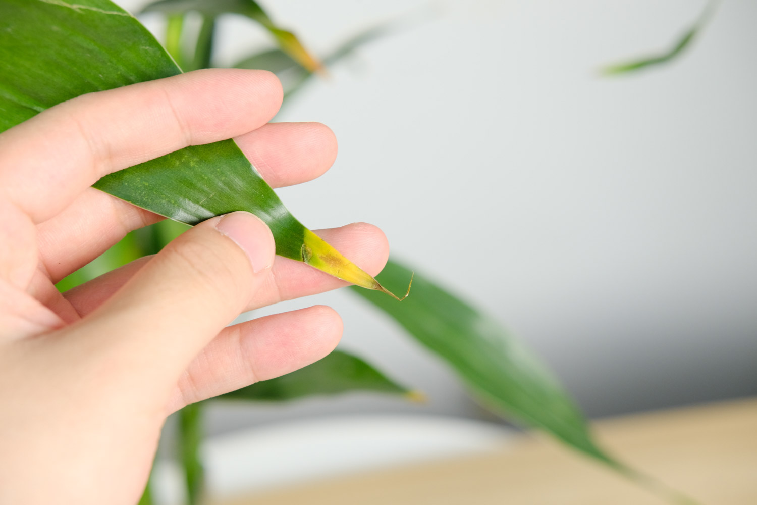 富贵竹 养“富贵竹”,就喂这“3种”水,叶子油绿有光泽,黄叶发蔫都byebye!
