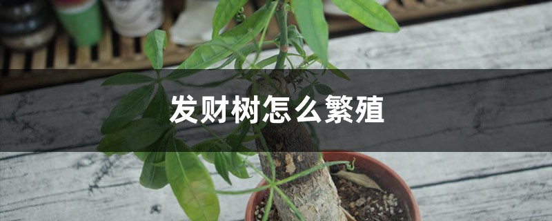 <b>发财树怎么繁殖</b>